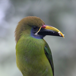 Emerald Toucanet